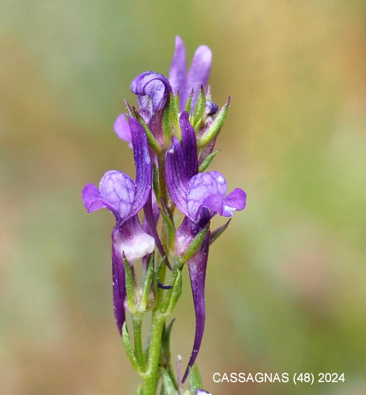 Toadflax, Pellisseriana flower